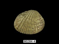 藏品(厚殼縱簾蛤)的圖片